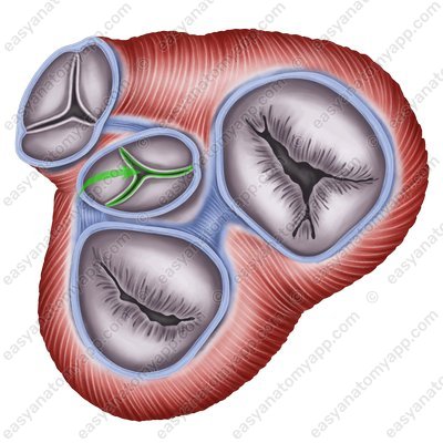 Отверстия аорты (ostium aortae)